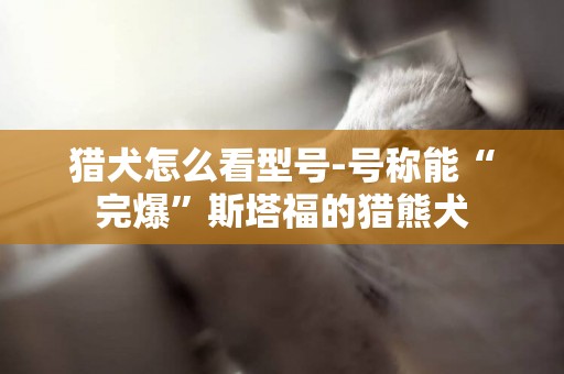 獵犬怎么看型號-號稱能“完爆”斯塔福的獵熊犬