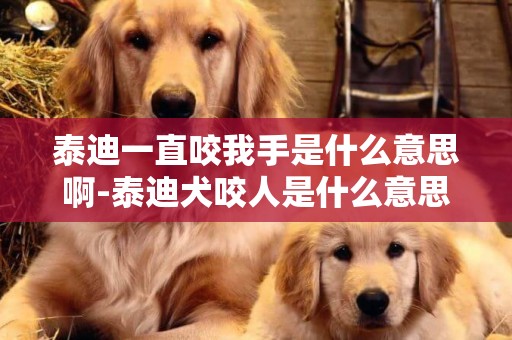 泰迪一直咬我手是什么意思啊-泰迪犬咬人是什么意思