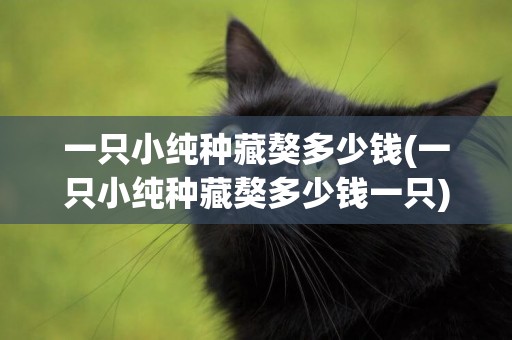 一只小純種藏獒多少錢(一只小純種藏獒多少錢一只)