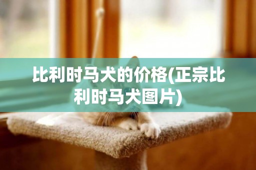 比利時馬犬的價格(正宗比利時馬犬圖片)