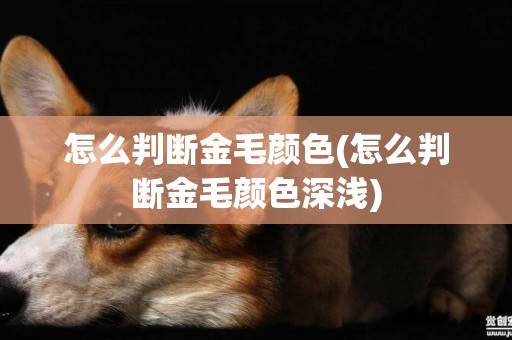 怎么判斷金毛顏色(怎么判斷金毛顏色深淺)