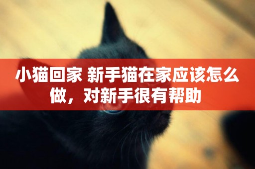 小貓回家 新手貓在家應該怎么做，對新手很有幫助 