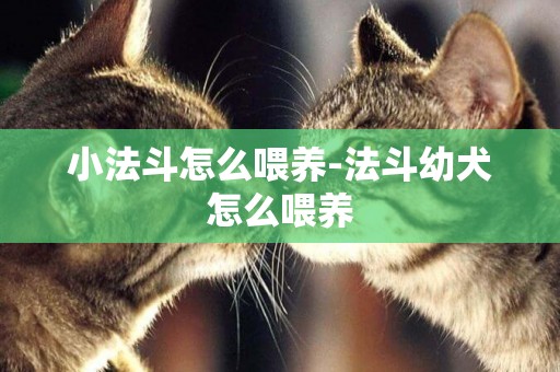 小法斗怎么喂養-法斗幼犬怎么喂養