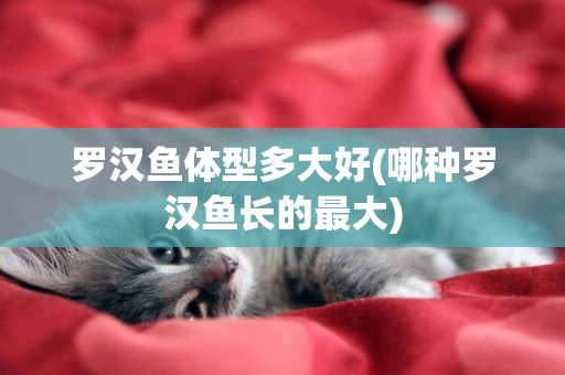 羅漢魚體型多大好(哪種羅漢魚長的最大)