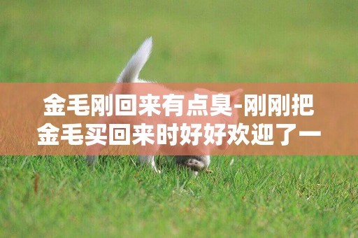 金毛剛回來有點臭-剛剛把金毛買回來時好好歡迎了一下它
