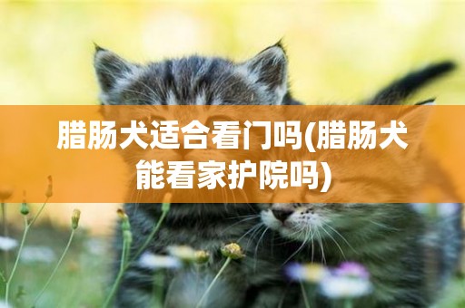 臘腸犬適合看門嗎(臘腸犬能看家護院嗎)