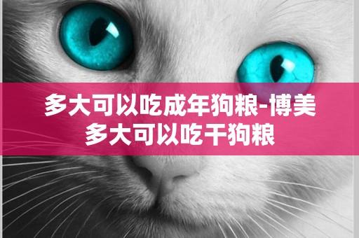 多大可以吃成年狗糧-博美多大可以吃干狗糧