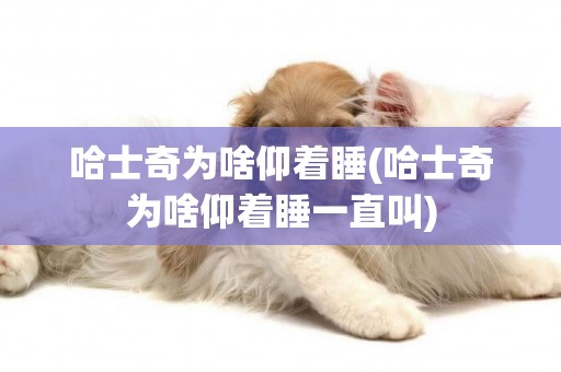 哈士奇為啥仰著睡(哈士奇為啥仰著睡一直叫)