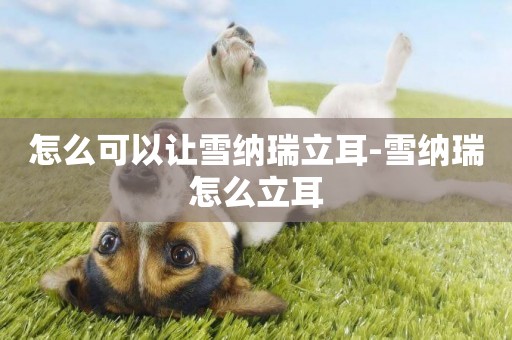 怎么可以讓雪納瑞立耳-雪納瑞怎么立耳