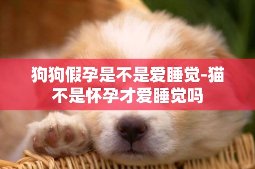 狗狗假孕是不是愛睡覺-貓不是懷孕才愛睡覺嗎