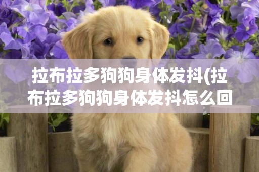 拉布拉多狗狗身體發抖(拉布拉多狗狗身體發抖怎么回事)