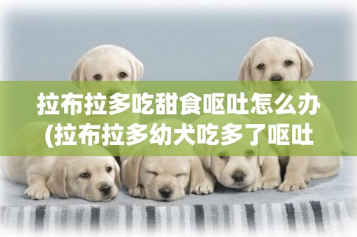 拉布拉多吃甜食嘔吐怎么辦(拉布拉多幼犬吃多了嘔吐怎么辦)