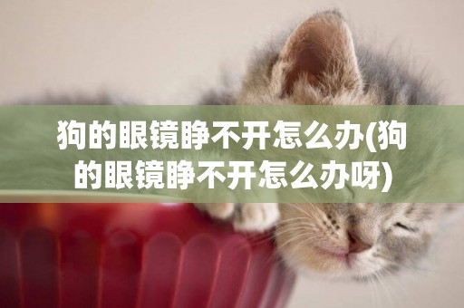 狗的眼鏡睜不開怎么辦(狗的眼鏡睜不開怎么辦呀)
