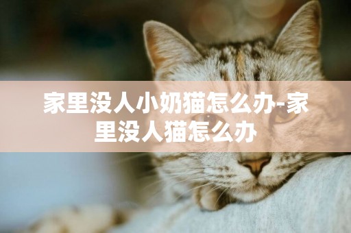 家里沒人小奶貓怎么辦-家里沒人貓怎么辦