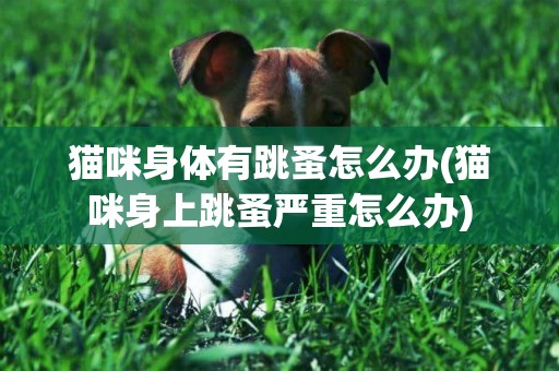 貓咪身體有跳蚤怎么辦(貓咪身上跳蚤嚴重怎么辦)