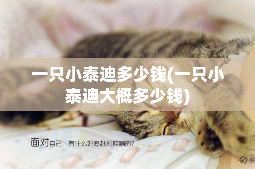 一只小泰迪多少錢(一只小泰迪大概多少錢)