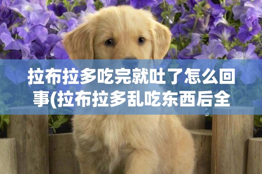 拉布拉多吃完就吐了怎么回事(拉布拉多亂吃東西后全吐了怎么辦)