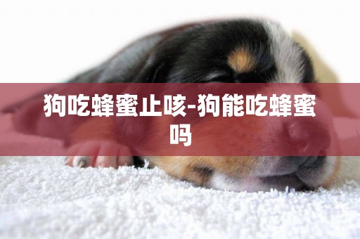 狗吃蜂蜜止咳-狗能吃蜂蜜嗎