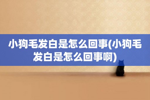 小狗毛發白是怎么回事(小狗毛發白是怎么回事啊)