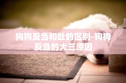 狗狗反芻和吐的區別-狗狗反芻的大三原因