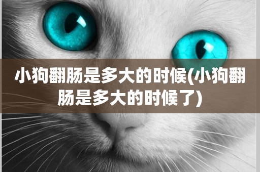 小狗翻腸是多大的時候(小狗翻腸是多大的時候了)