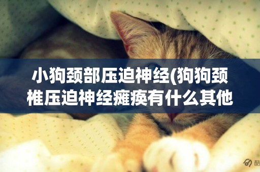 小狗頸部壓迫神經(狗狗頸椎壓迫神經癱瘓有什么其他癥狀嗎)