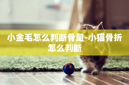 小金毛怎么判斷骨量-小貓骨折怎么判斷