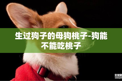 生過狗子的母狗桃子-狗能不能吃桃子