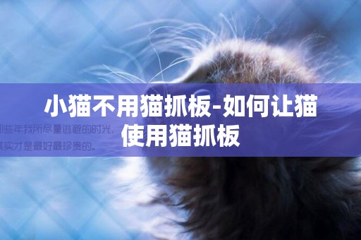 小貓不用貓抓板-如何讓貓使用貓抓板