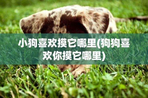 小狗喜歡摸它哪里(狗狗喜歡你摸它哪里)