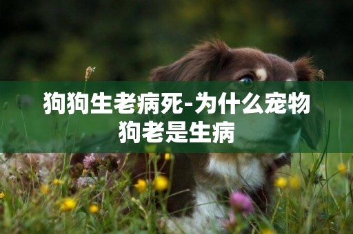 狗狗生老病死-為什么寵物狗老是生病