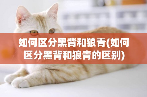 如何區分黑背和狼青(如何區分黑背和狼青的區別)