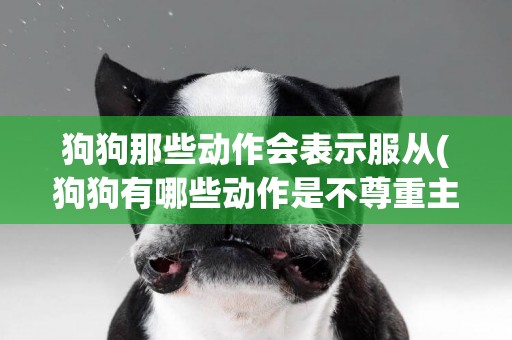 狗狗那些動作會表示服從(狗狗有哪些動作是不尊重主人的)