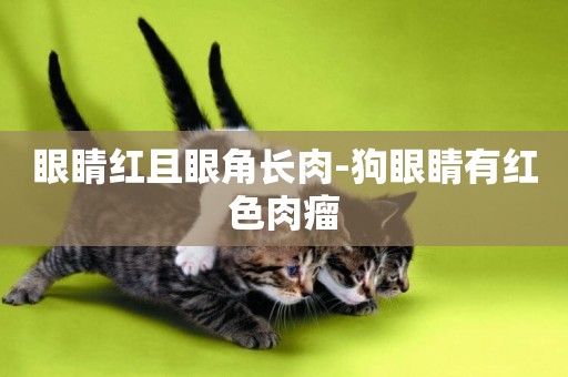 眼睛紅且眼角長肉-狗眼睛有紅色肉瘤