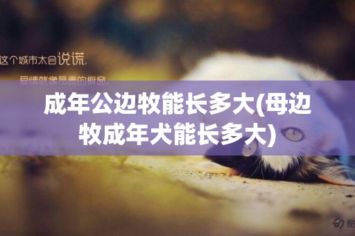 成年公邊牧能長多大(母邊牧成年犬能長多大)