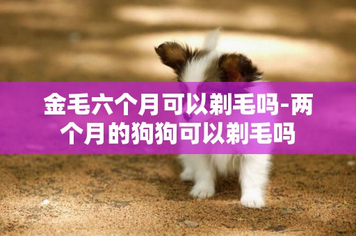金毛六個月可以剃毛嗎-兩個月的狗狗可以剃毛嗎