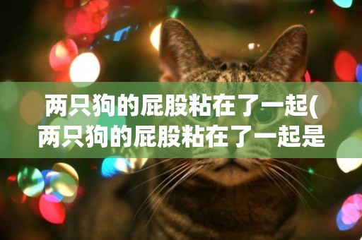 兩只狗的屁股粘在了一起(兩只狗的屁股粘在了一起是為什么)