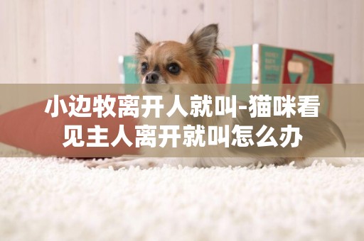 小邊牧離開人就叫-貓咪看見主人離開就叫怎么辦