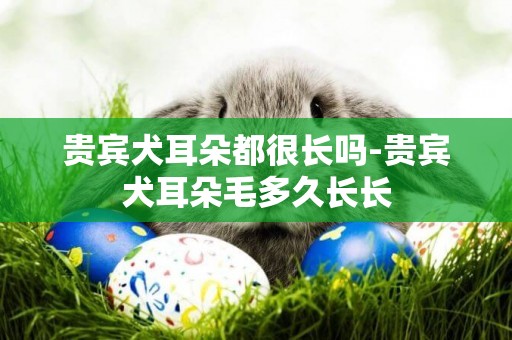貴賓犬耳朵都很長嗎-貴賓犬耳朵毛多久長長
