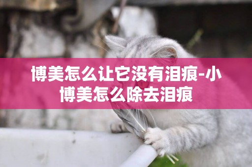 博美怎么讓它沒有淚痕-小博美怎么除去淚痕