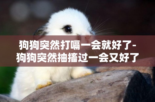 狗狗突然打嗝一會就好了-狗狗突然抽搐過一會又好了