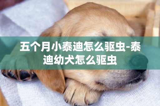 五個月小泰迪怎么驅蟲-泰迪幼犬怎么驅蟲