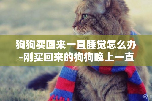 狗狗買回來一直睡覺怎么辦-剛買回來的狗狗晚上一直叫怎么辦