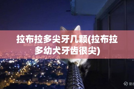 拉布拉多尖牙幾顆(拉布拉多幼犬牙齒很尖)