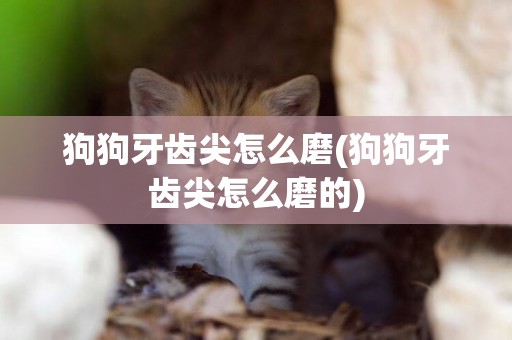狗狗牙齒尖怎么磨(狗狗牙齒尖怎么磨的)
