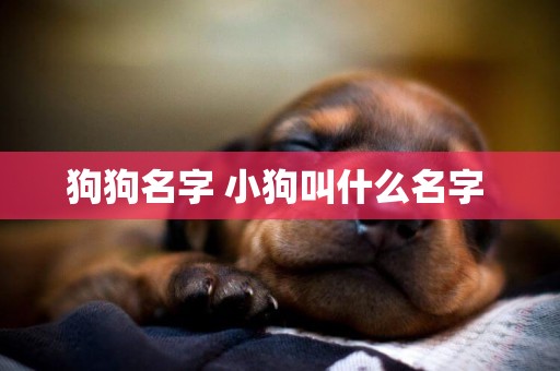 狗狗名字 小狗叫什么名字 