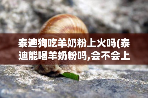 泰迪狗吃羊奶粉上火嗎(泰迪能喝羊奶粉嗎,會不會上火)