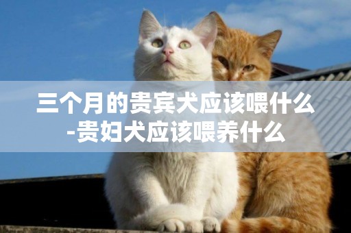 三個月的貴賓犬應該喂什么-貴婦犬應該喂養什么