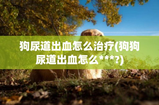 狗尿道出血怎么治療(狗狗尿道出血怎么***?)