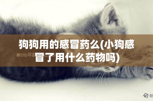 狗狗用的感冒藥么(小狗感冒了用什么藥物嗎)